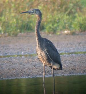 EASTERN GREY HERON