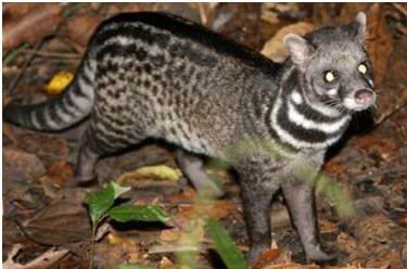 IUCN Red List India | Red Data List | Red Book Part-1 and 2