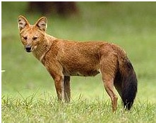 IUCN Red List India | Red Data List | Red Book Part-1 and 2