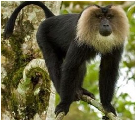IUCN Red List India | Red Data List | Red Book Part-1 and 2 IUCN Red List India | Red Data List | Red Book Part-1 and 2