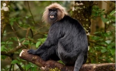 IUCN Red List India | Red Data List | Red Book Part-1 and 2 IUCN Red List India | Red Data List | Red Book Part-1 and 2