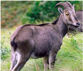 IUCN Red List India | Red Data List | Red Book Part-1 and 2 IUCN Red List India | Red Data List | Red Book Part-1 and 2