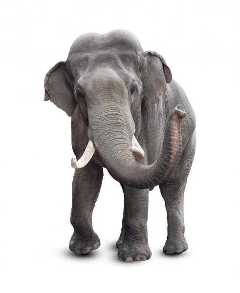 State animal Elephant