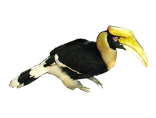 State bird- Great Indian Hornbill